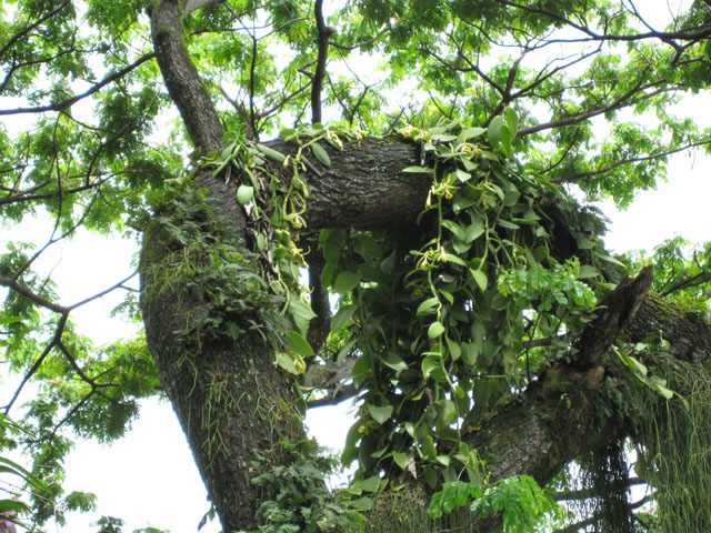 [Foto de planta, jardin, jardineria]