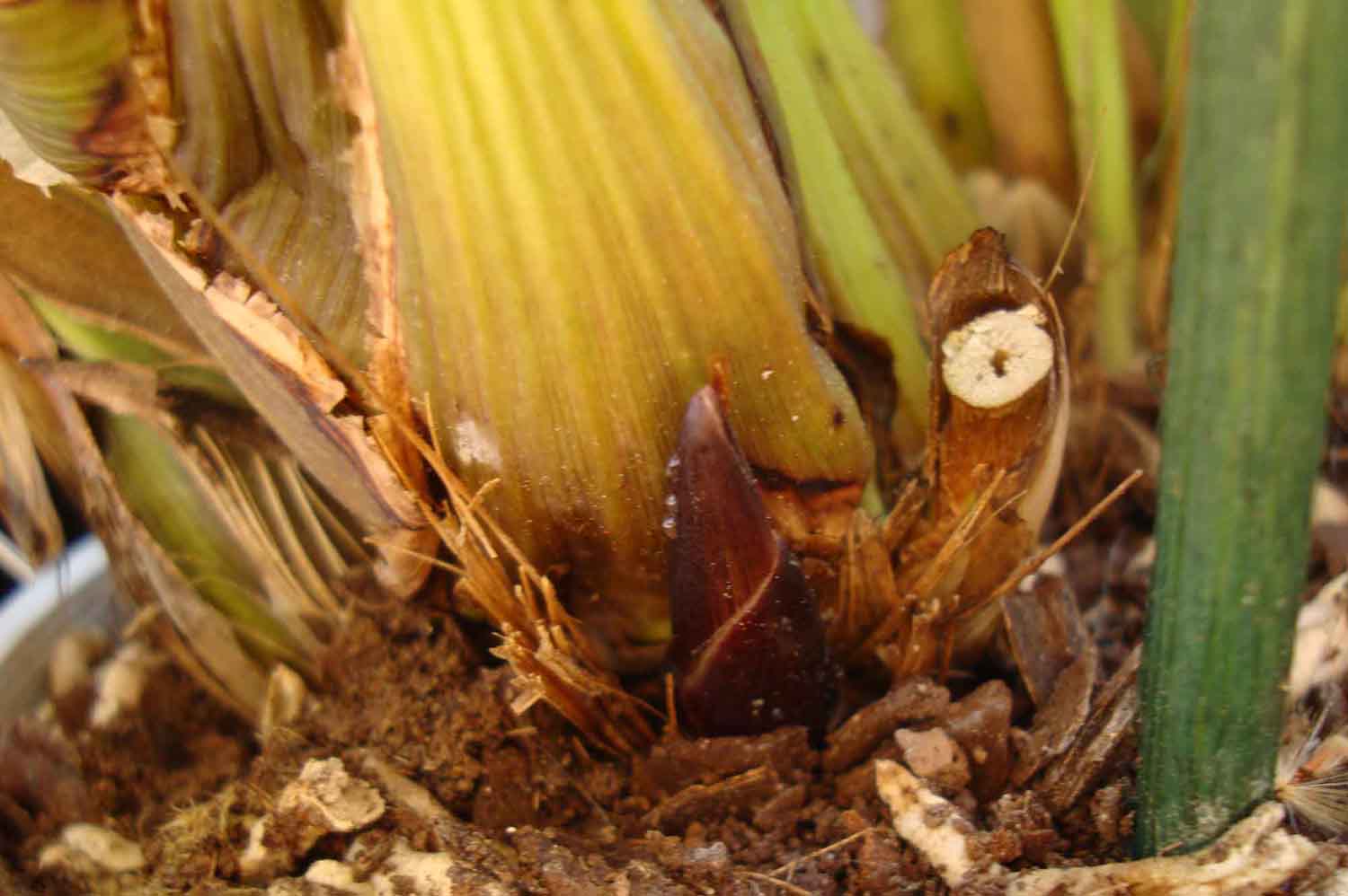 [Foto de planta, jardin, jardineria]