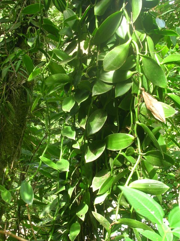 [Foto de planta, jardin, jardineria]