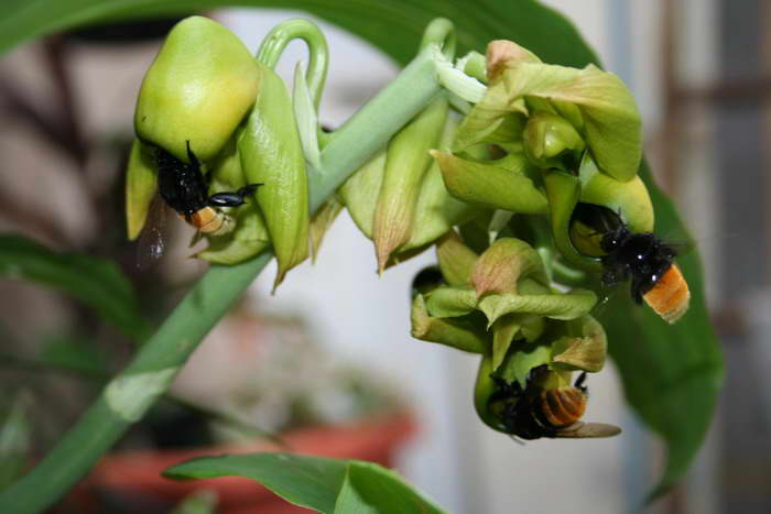 [Foto de planta, jardin, jardineria]