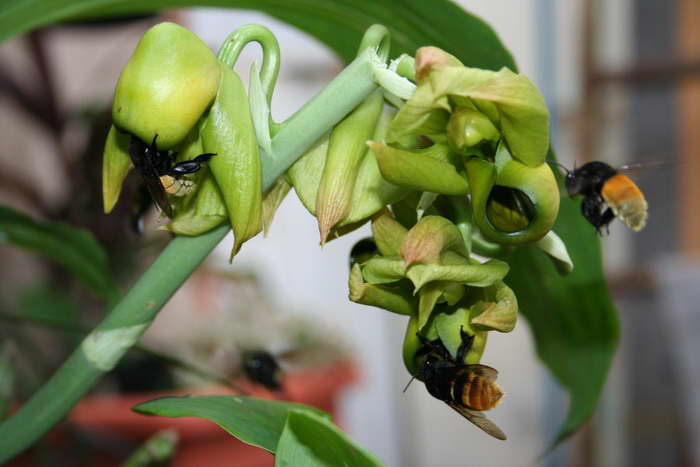 [Foto de planta, jardin, jardineria]