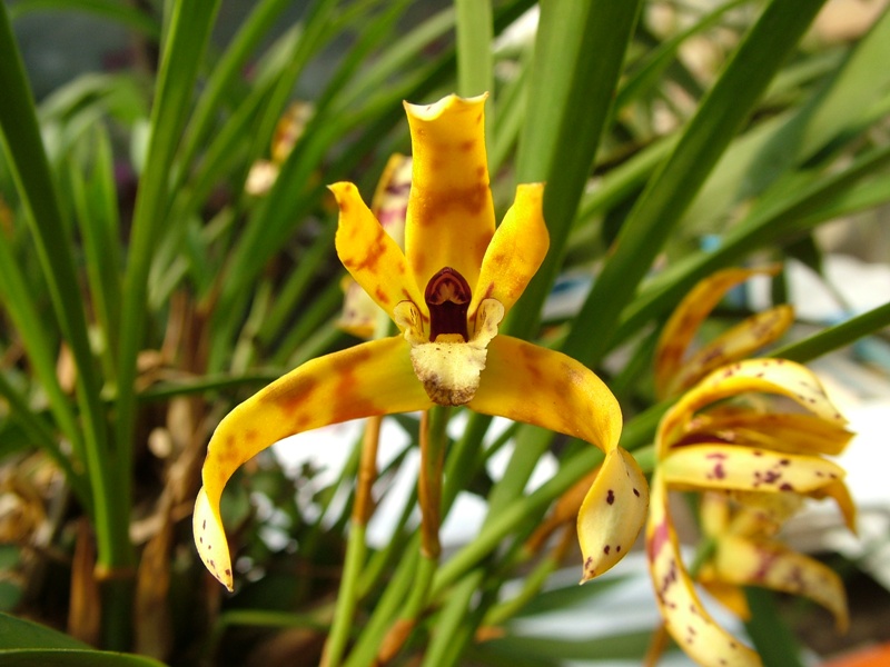 [Foto de planta, jardin, jardineria]