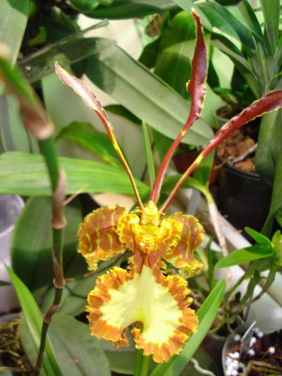 [Foto de planta, jardin, jardineria]