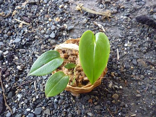 [Foto de planta, jardin, jardineria]