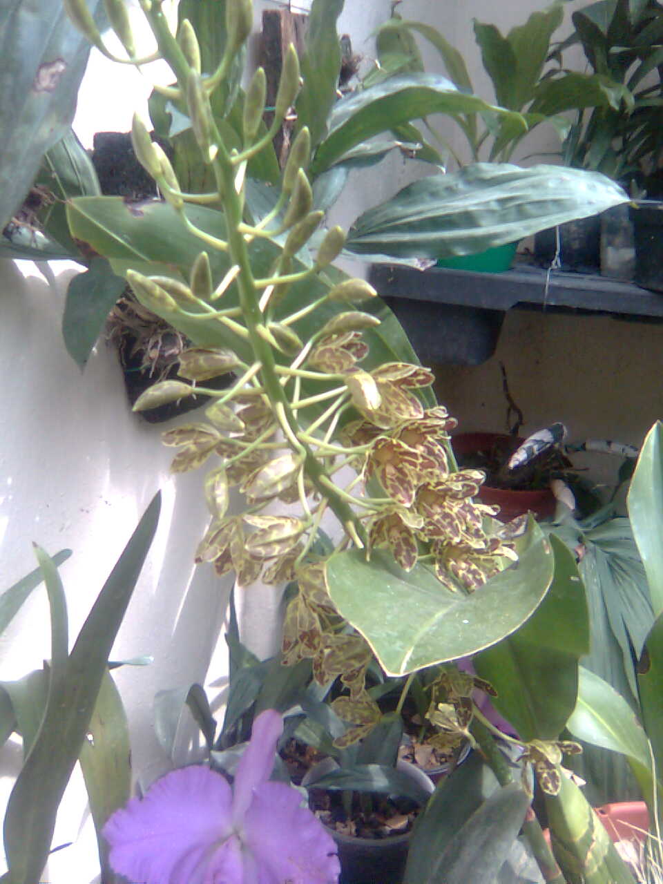 [Foto de planta, jardin, jardineria]