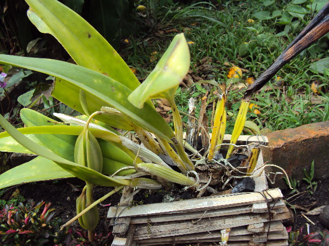 [Foto de planta, jardin, jardineria]