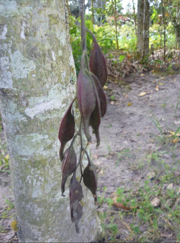 [Foto de planta, jardin, jardineria]