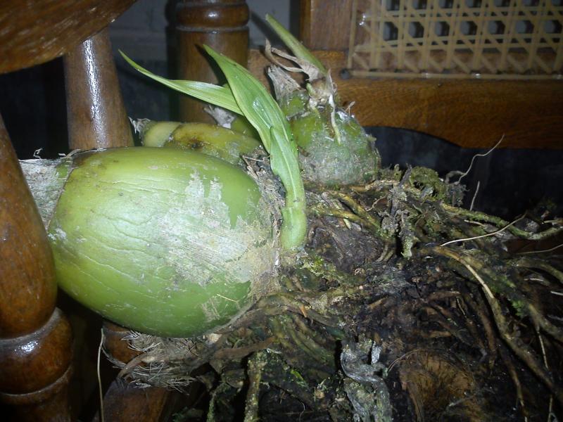 [Foto de planta, jardin, jardineria]