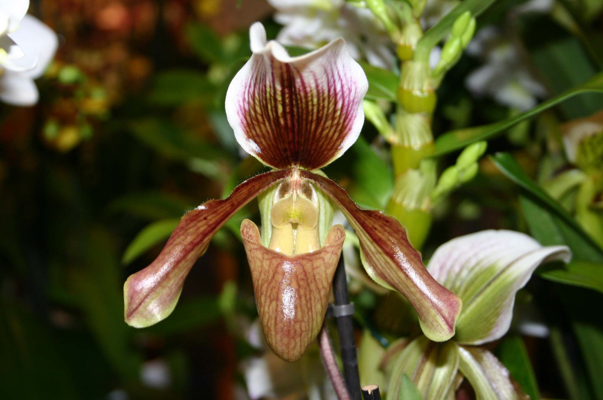 [Foto de planta, jardin, jardineria]