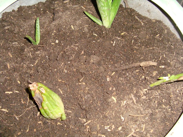 [Foto de planta, jardin, jardineria]