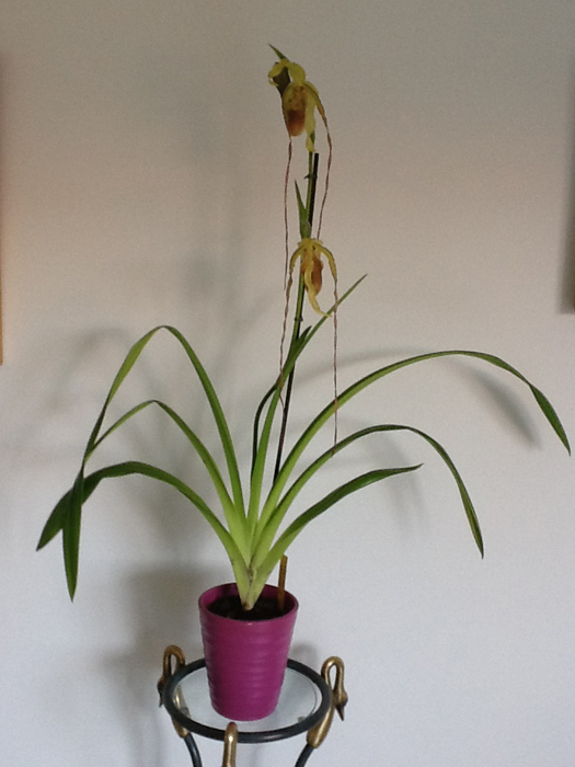 [Foto de planta, jardin, jardineria]