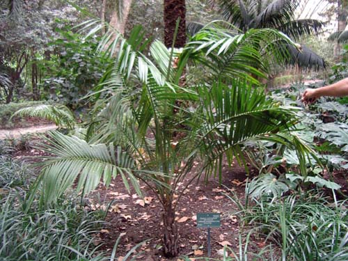 [Foto de planta, jardin, jardineria]