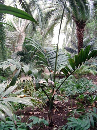 [Foto de planta, jardin, jardineria]
