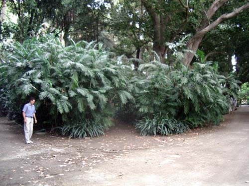 [Foto de planta, jardin, jardineria]