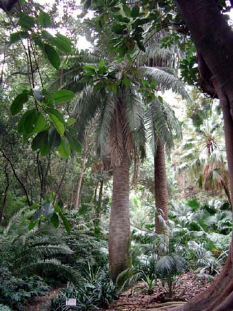 [Foto de planta, jardin, jardineria]