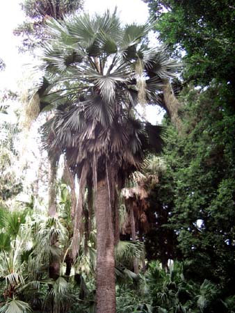 [Foto de planta, jardin, jardineria]