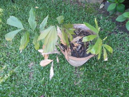 [Foto de planta, jardin, jardineria]