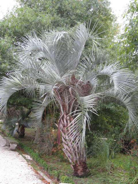 [Foto de planta, jardin, jardineria]