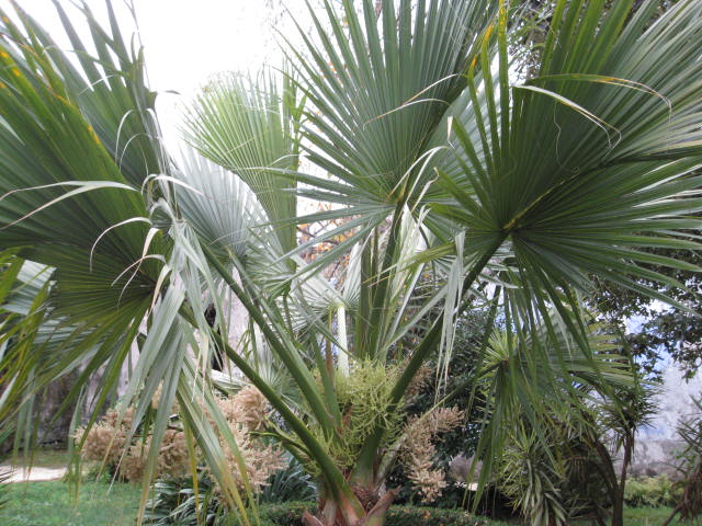 [Foto de planta, jardin, jardineria]