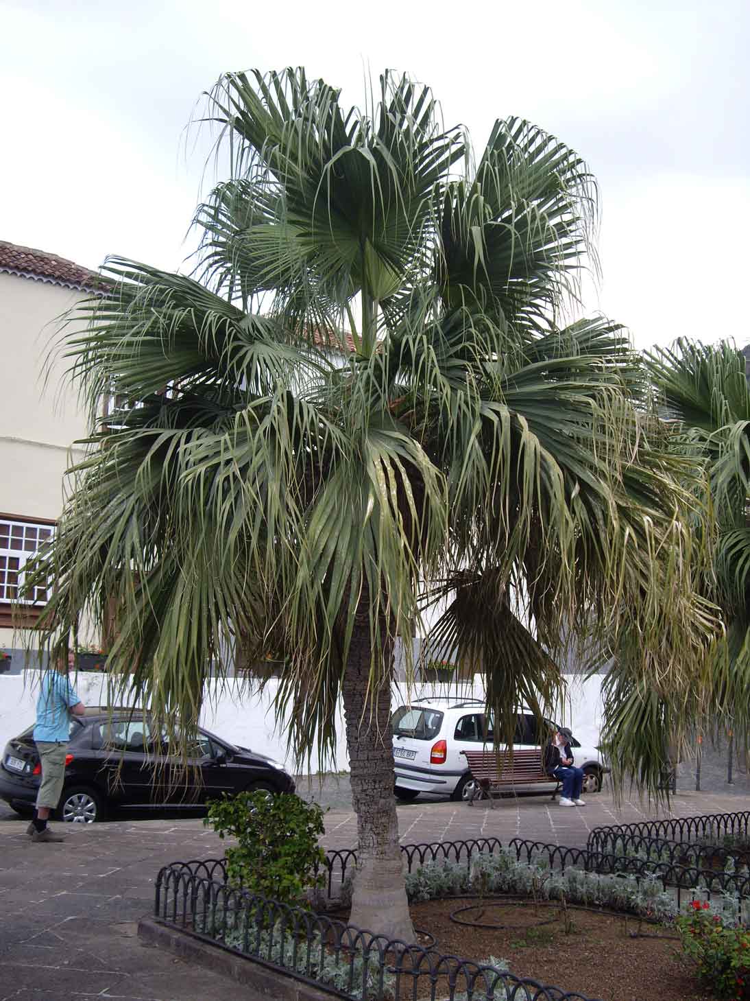 [Foto de planta, jardin, jardineria]