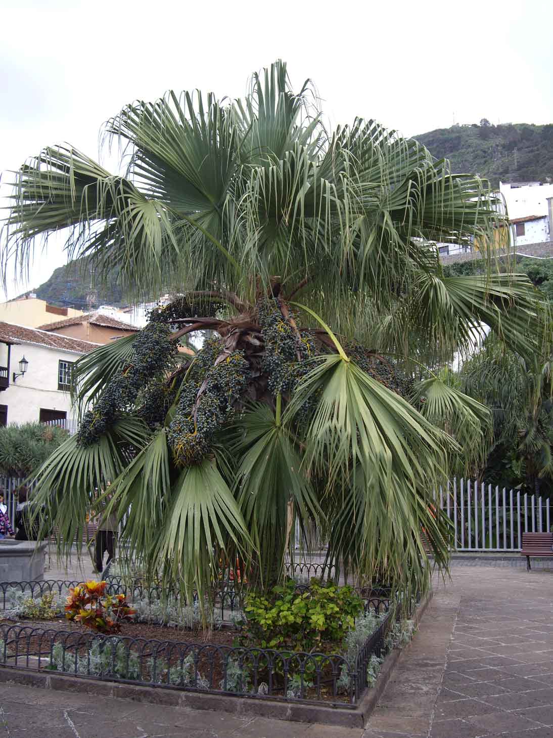 [Foto de planta, jardin, jardineria]