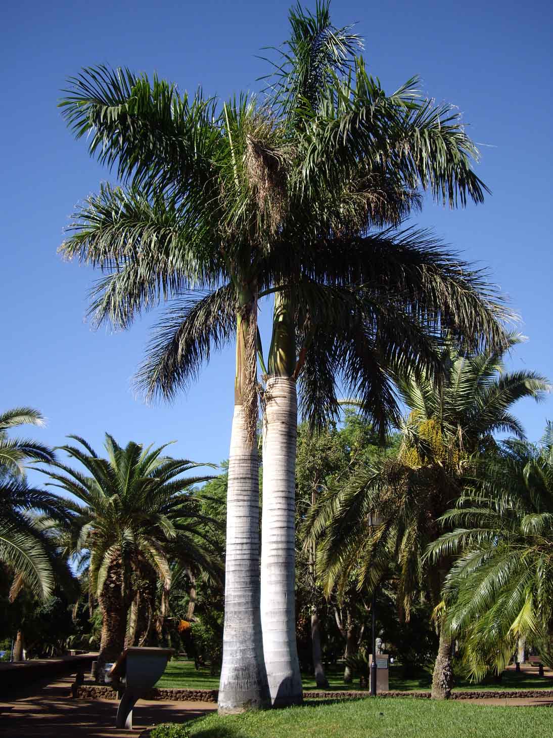 [Foto de planta, jardin, jardineria]