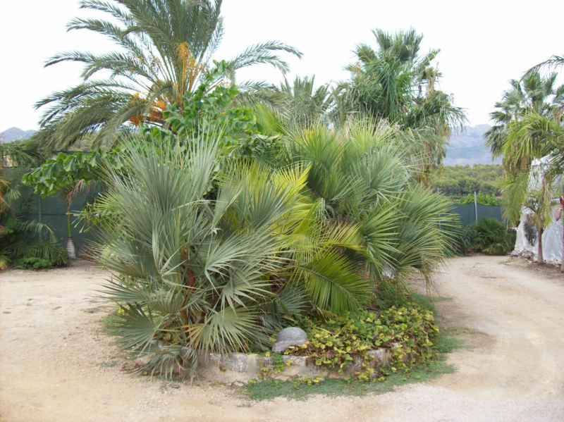 [Foto de planta, jardin, jardineria]