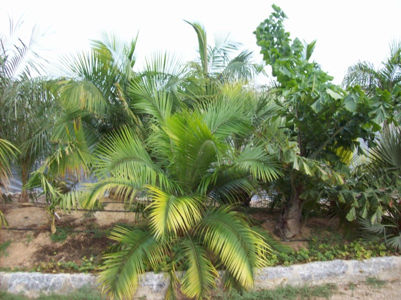 [Foto de planta, jardin, jardineria]
