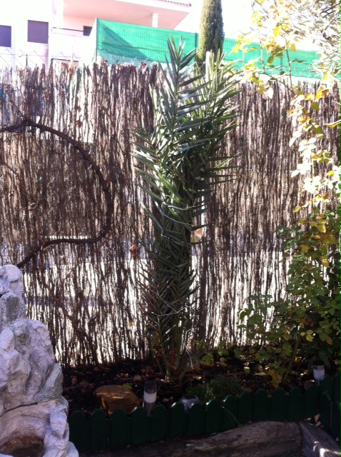 [Foto de planta, jardin, jardineria]