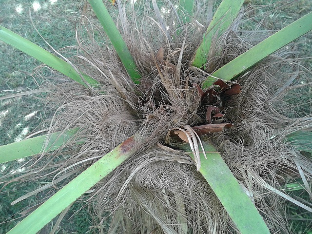 [Foto de planta, jardin, jardineria]