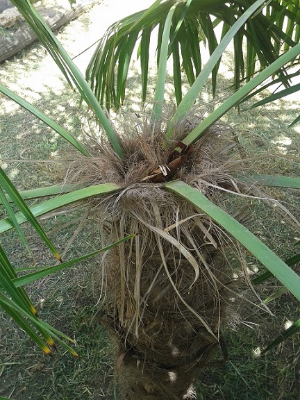 [Foto de planta, jardin, jardineria]