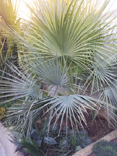 [Foto de planta, jardin, jardineria]