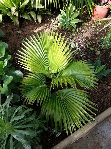 [Foto de planta, jardin, jardineria]