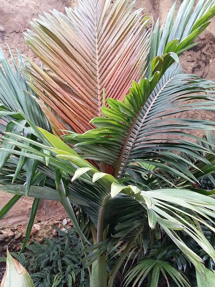 [Foto de planta, jardin, jardineria]