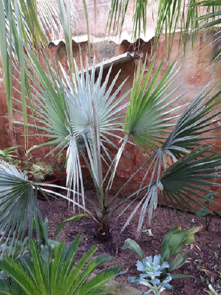 [Foto de planta, jardin, jardineria]