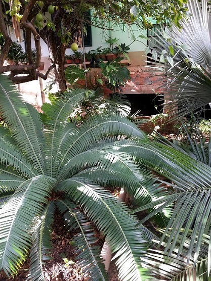 [Foto de planta, jardin, jardineria]