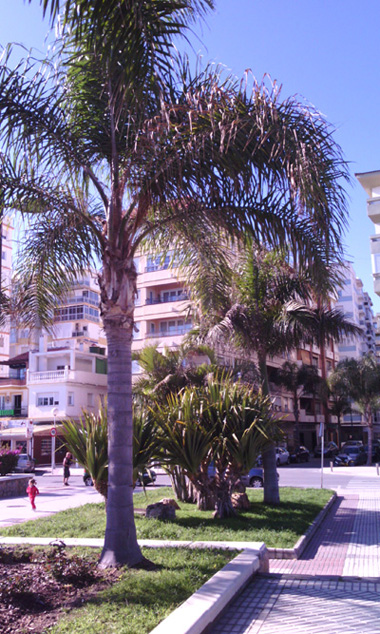 [Foto de planta, jardin, jardineria]