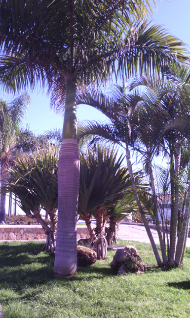 [Foto de planta, jardin, jardineria]