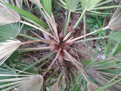 [Foto de planta, jardin, jardineria]