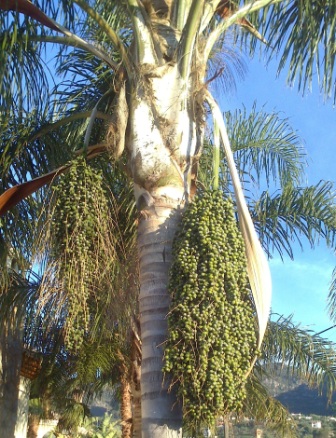 [Foto de planta, jardin, jardineria]