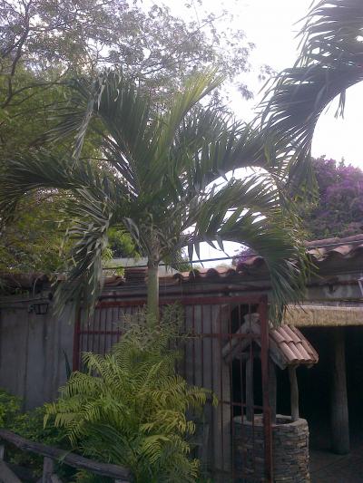 [Foto de planta, jardin, jardineria]