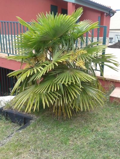 [Foto de planta, jardin, jardineria]