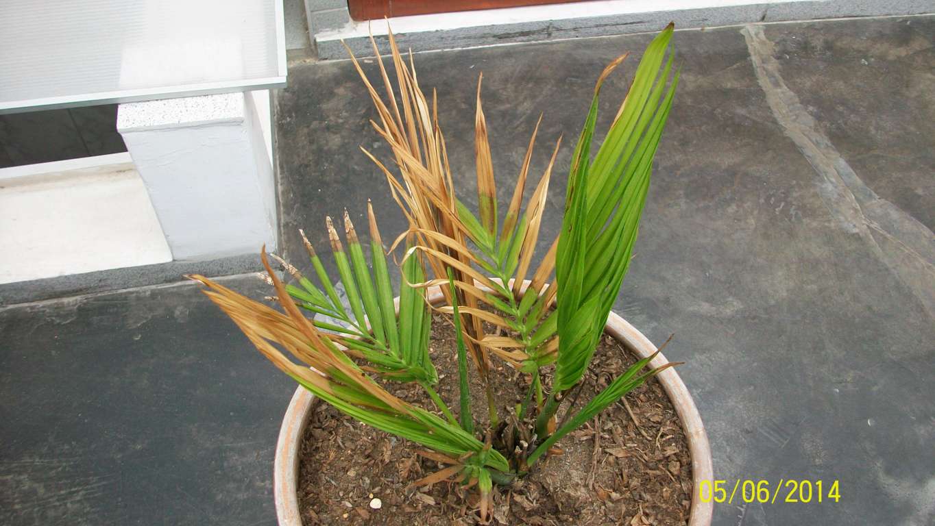 [Foto de planta, jardin, jardineria]