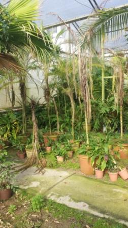 [Foto de planta, jardin, jardineria]