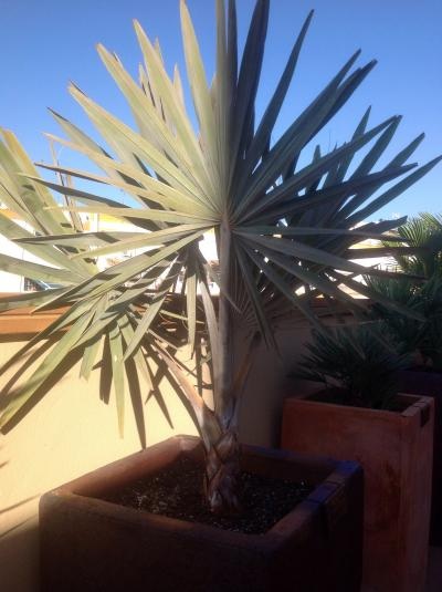 [Foto de planta, jardin, jardineria]