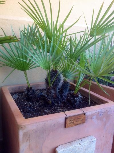 [Foto de planta, jardin, jardineria]