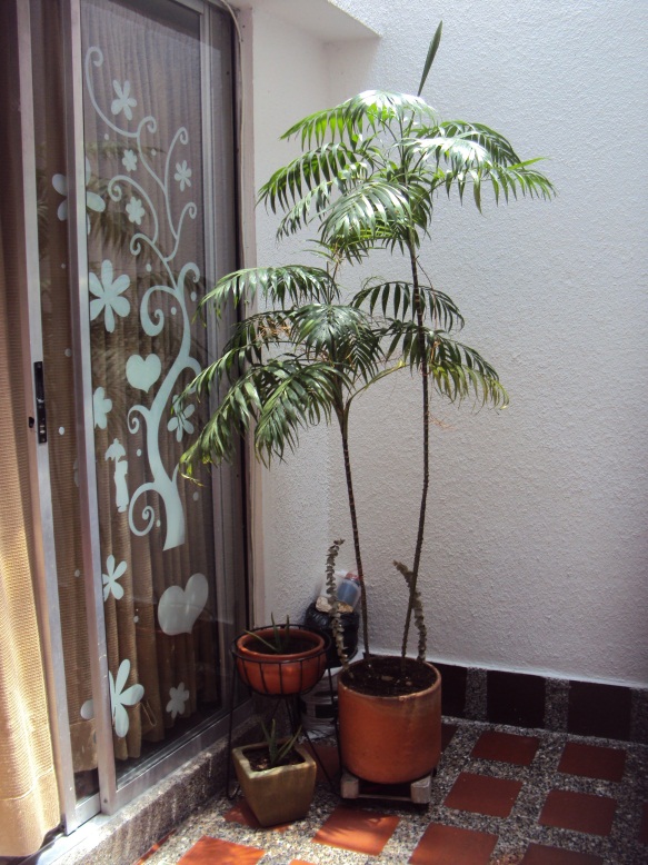 [Foto de planta, jardin, jardineria]