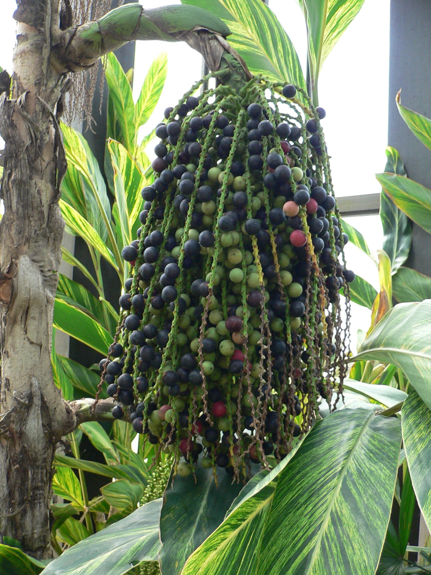 [Foto de planta, jardin, jardineria]