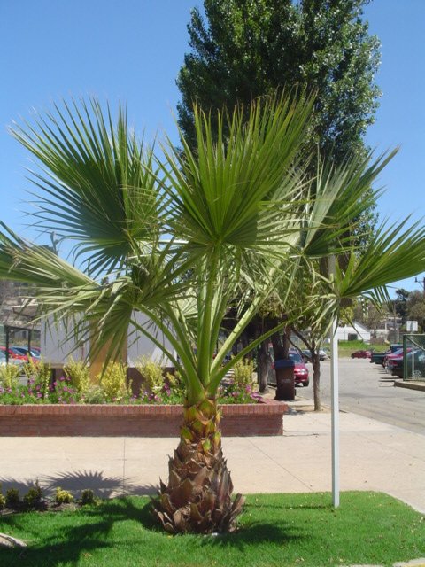 [Foto de planta, jardin, jardineria]