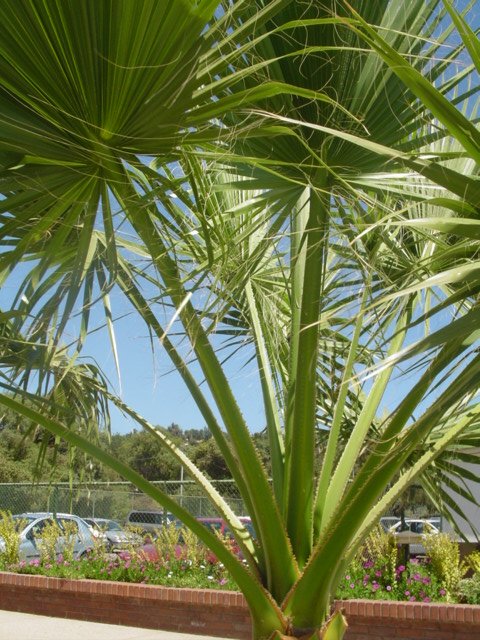 [Foto de planta, jardin, jardineria]